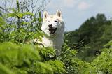 SIBERIAN HUSKY 328